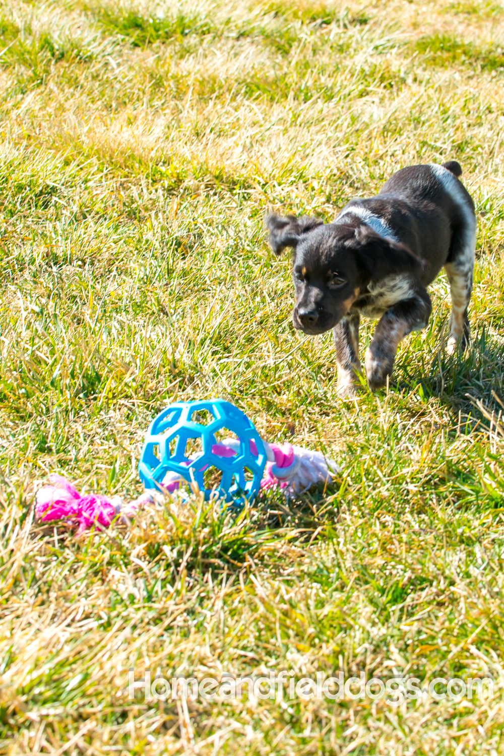 Photographs and pictures of French Brittany Spaniels playing in the field with Quail