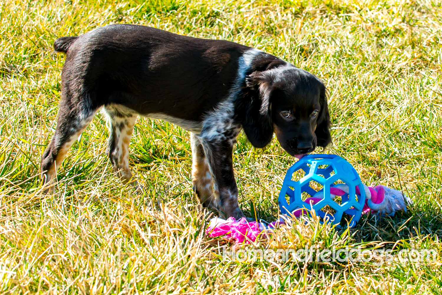 Photographs and pictures of French Brittany Spaniels playing in the field with Quail