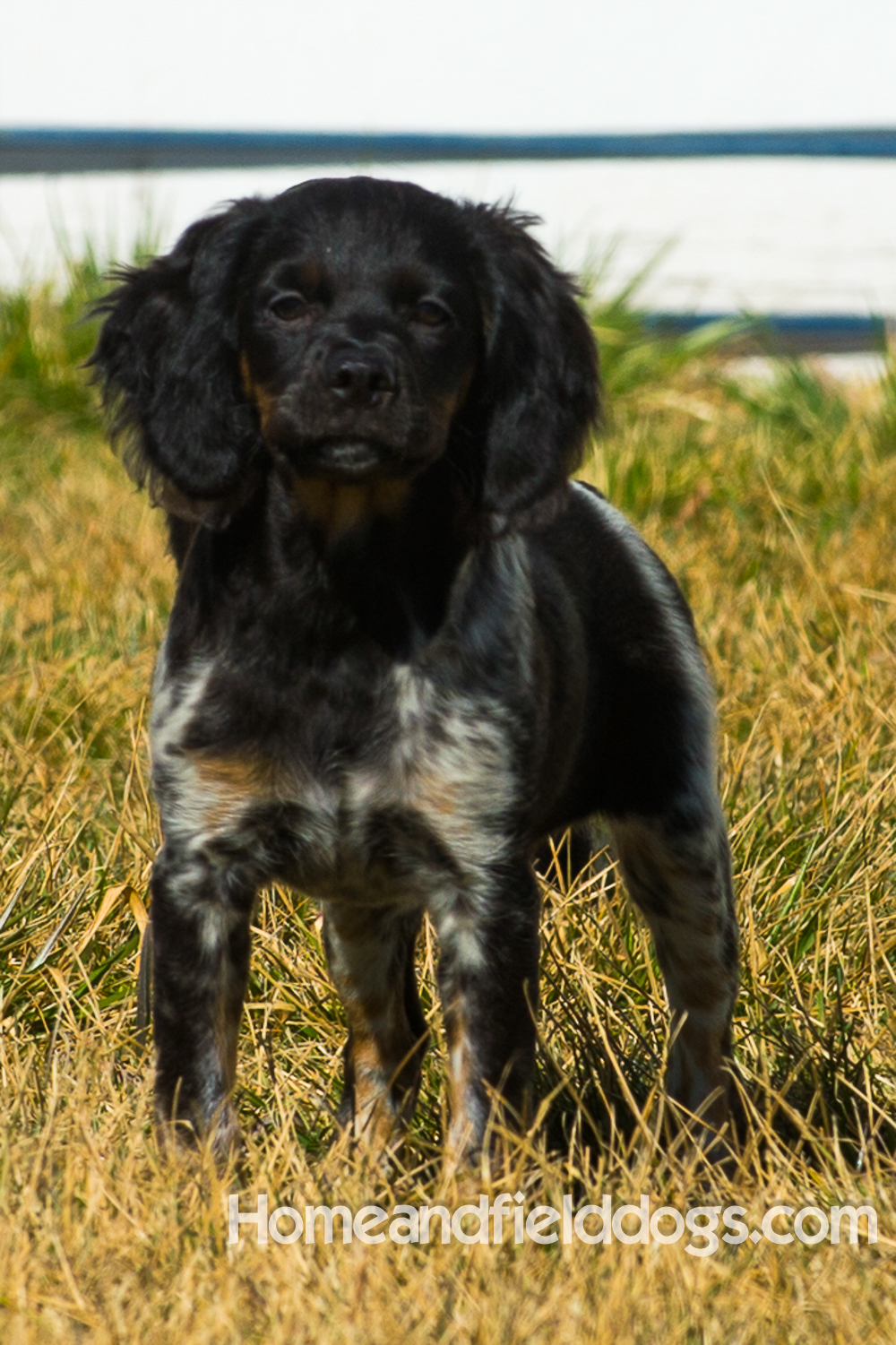 Photographs and pictures of French Brittany Spaniels playing in the field with Quail