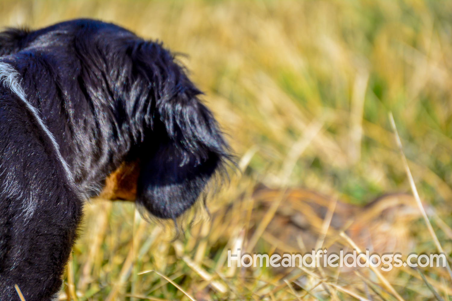 Photographs and pictures of French Brittany Spaniels playing in the field with Quail