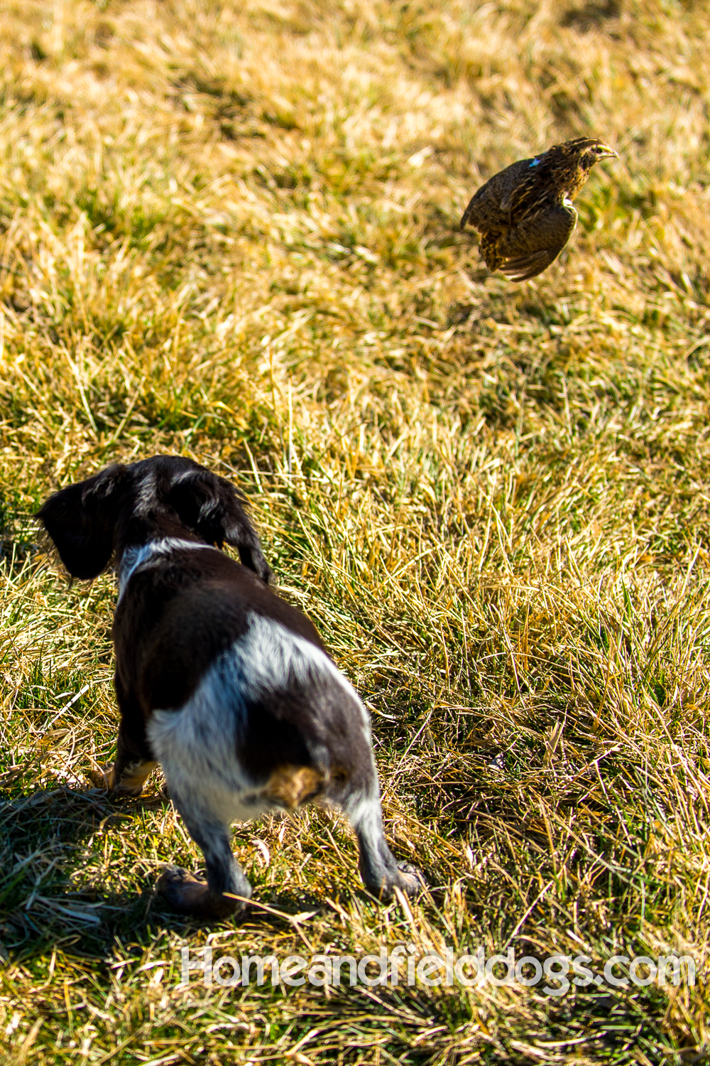 Photographs and pictures of French Brittany Spaniels playing in the field with Quail