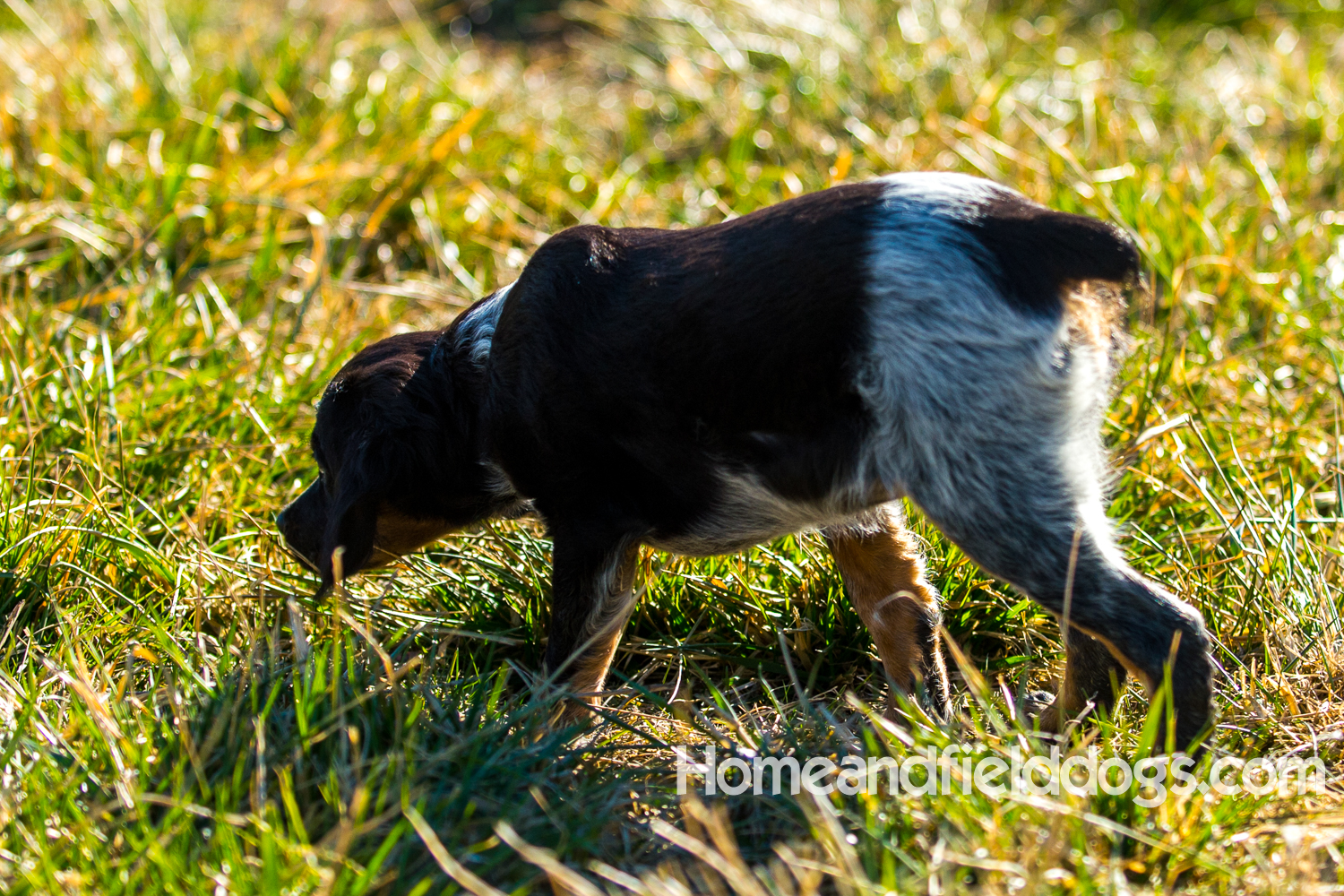 Photographs and pictures of French Brittany Spaniels playing in the field with Quail