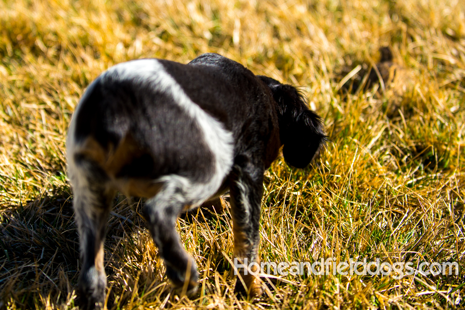 Photographs and pictures of French Brittany Spaniels playing in the field with Quail