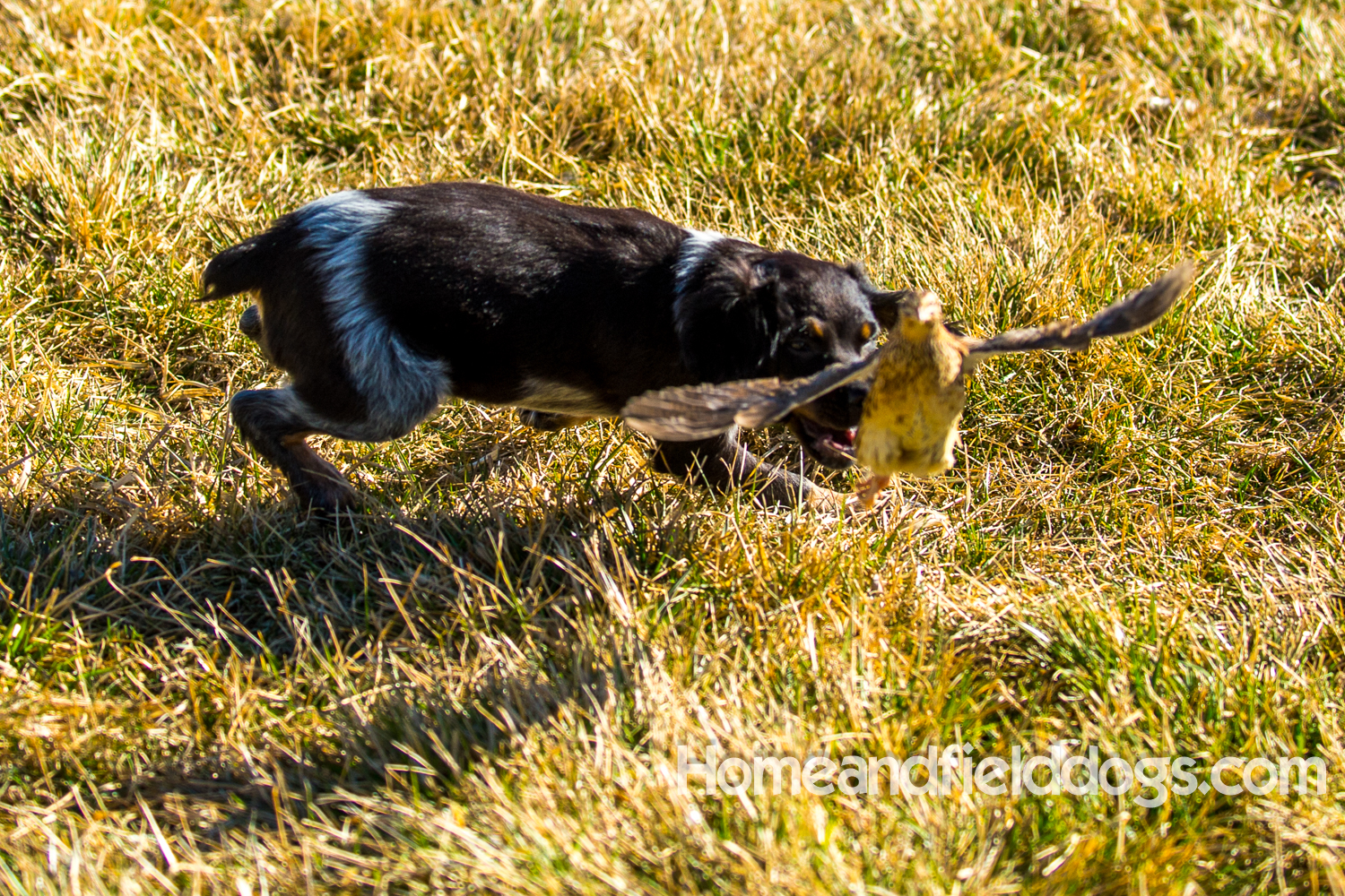 Photographs and pictures of French Brittany Spaniels playing in the field with Quail