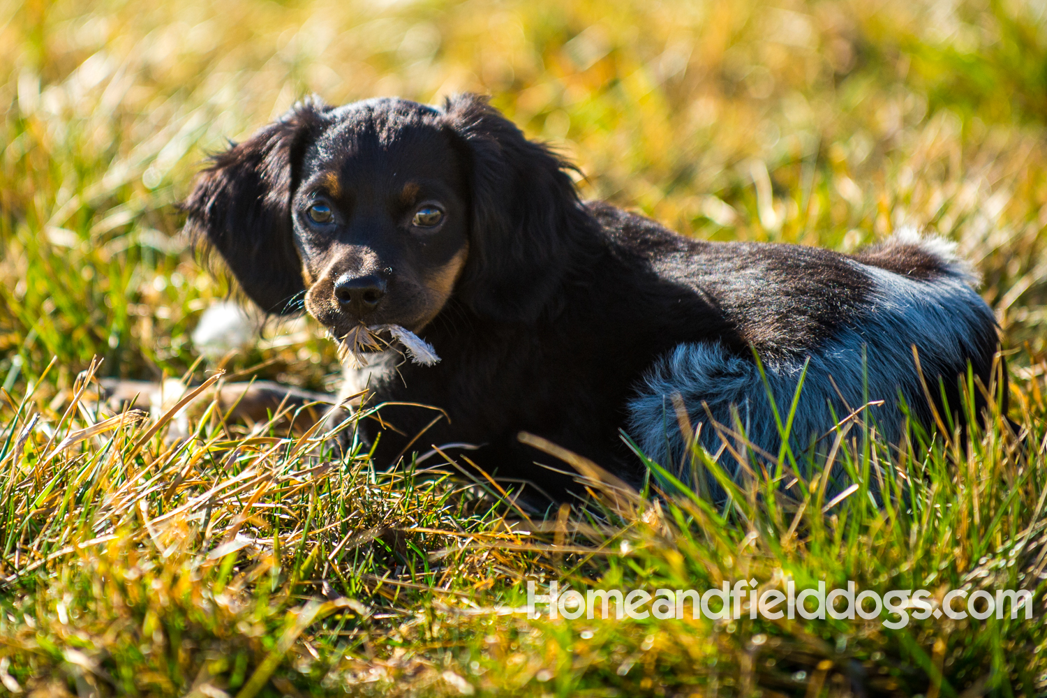 Photographs and pictures of French Brittany Spaniels playing in the field with Quail