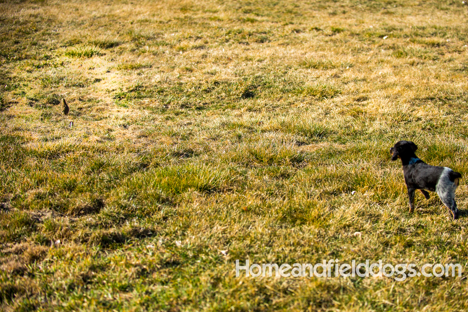 Photographs and pictures of French Brittany Spaniels playing in the field with Quail