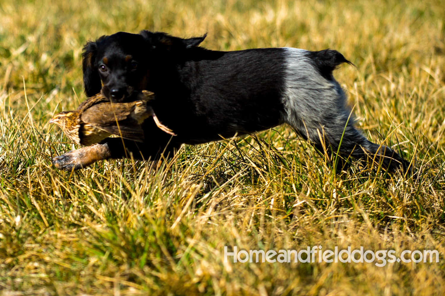 Photographs and pictures of French Brittany Spaniels playing in the field with Quail