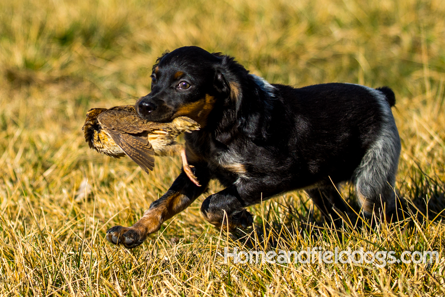 Photographs and pictures of French Brittany Spaniels playing in the field with Quail