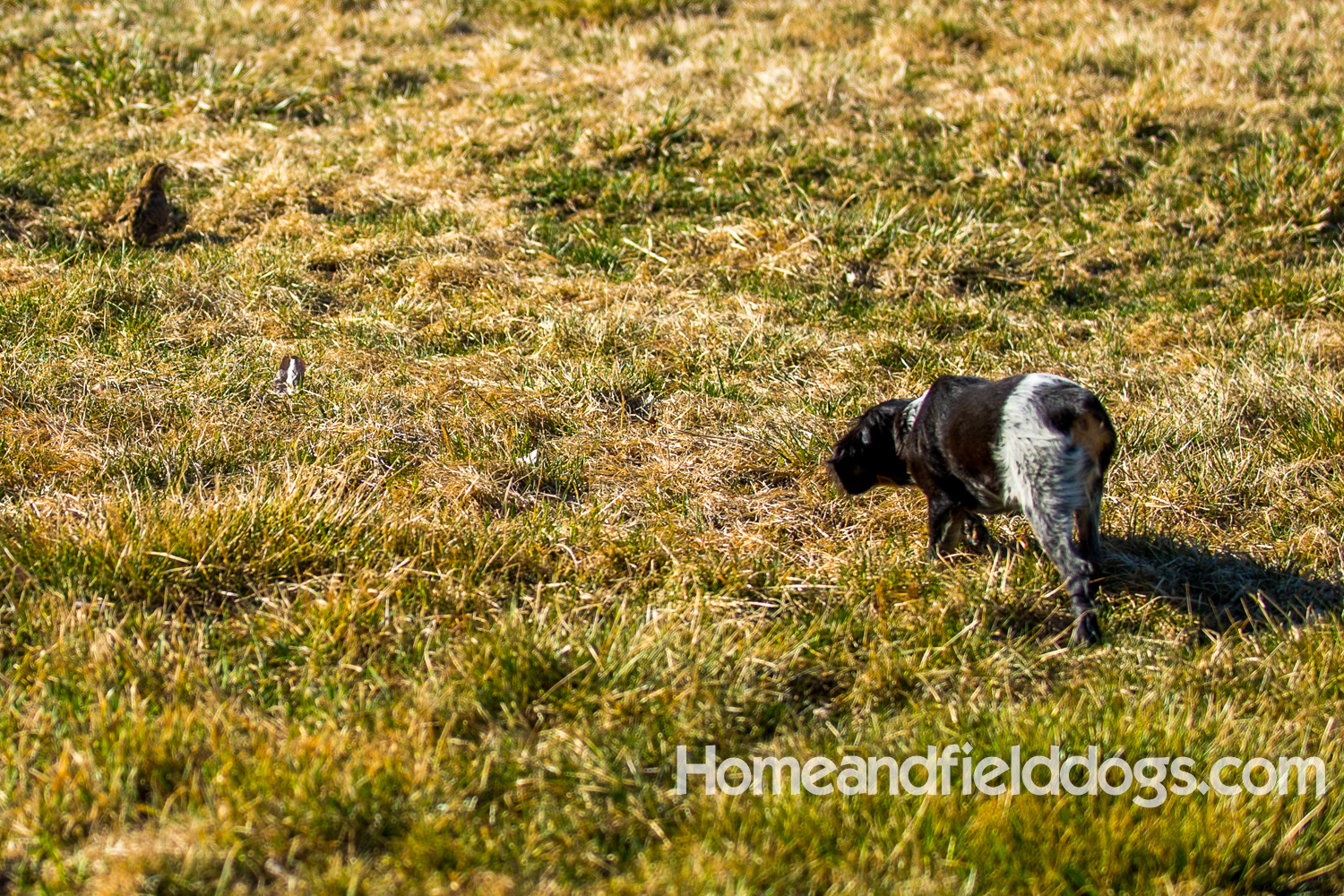 Photographs and pictures of French Brittany Spaniels playing in the field with Quail