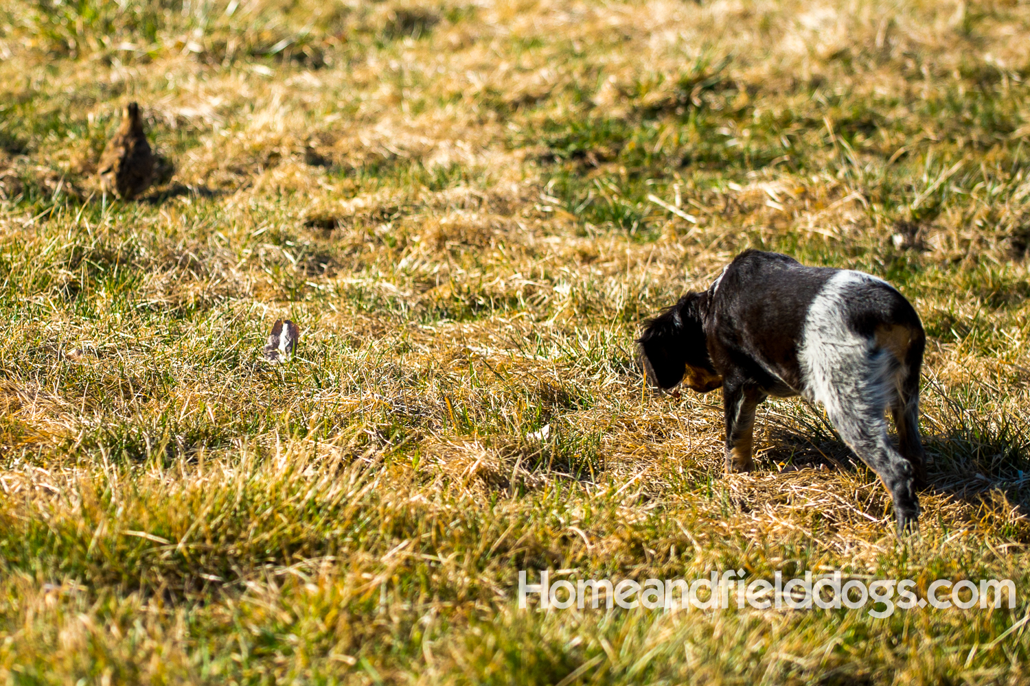 Photographs and pictures of French Brittany Spaniels playing in the field with Quail