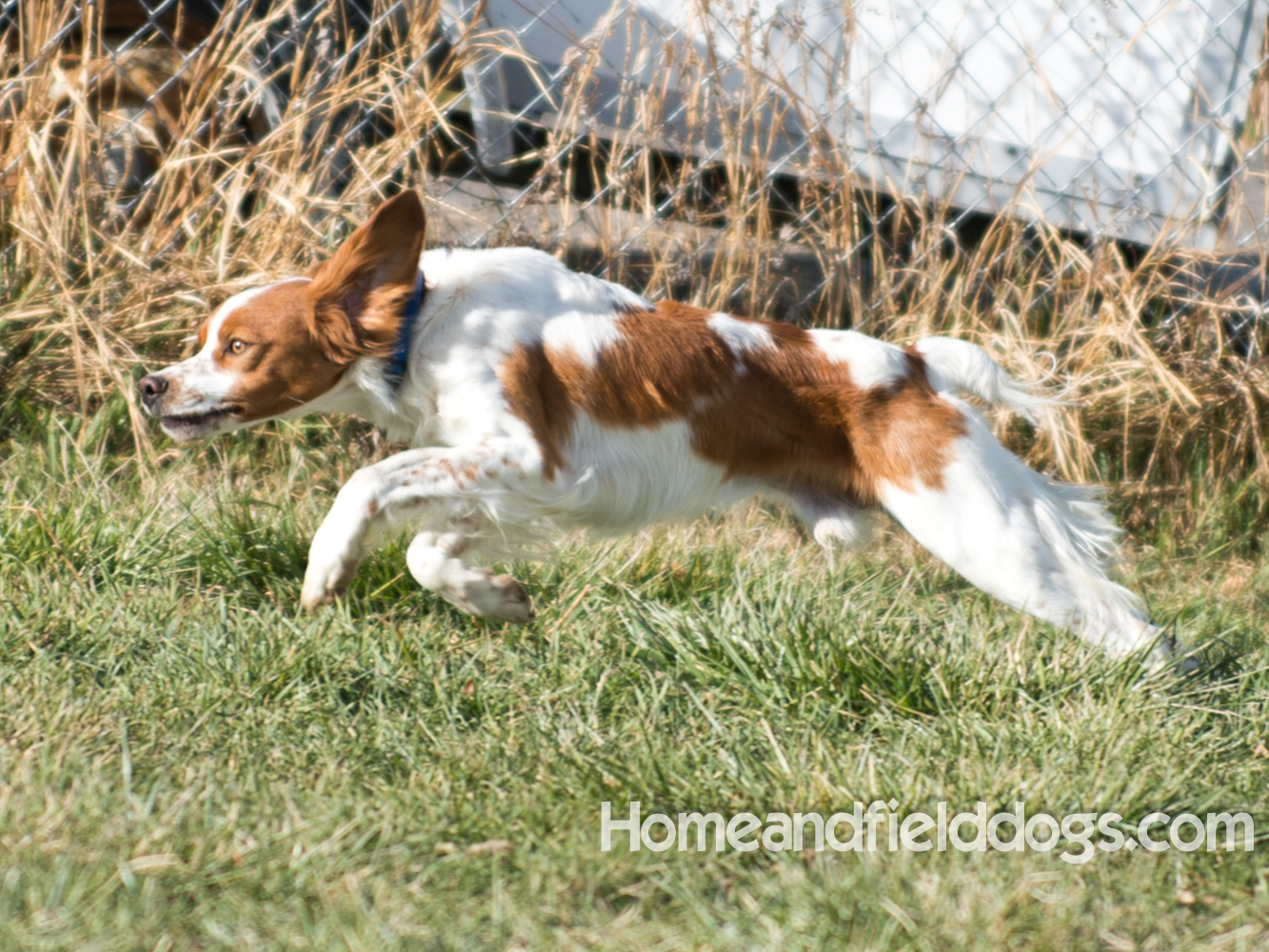 Young orange and white male French Brittany running in the field