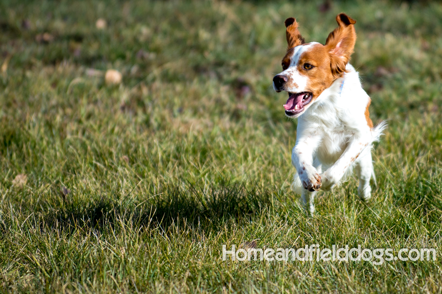 Young orange and white male French Brittany running in the field
