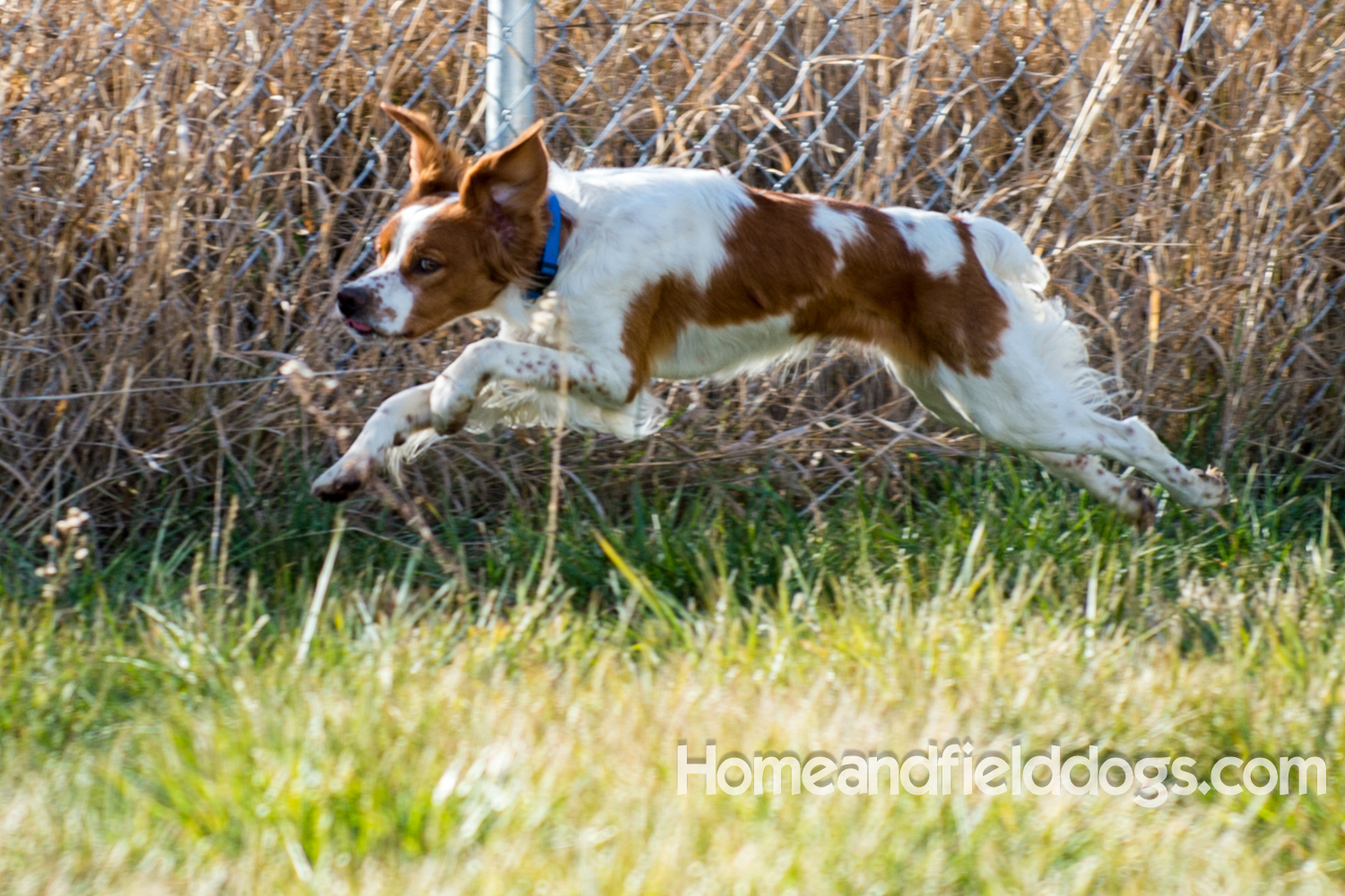 Young orange and white male French Brittany running in the field