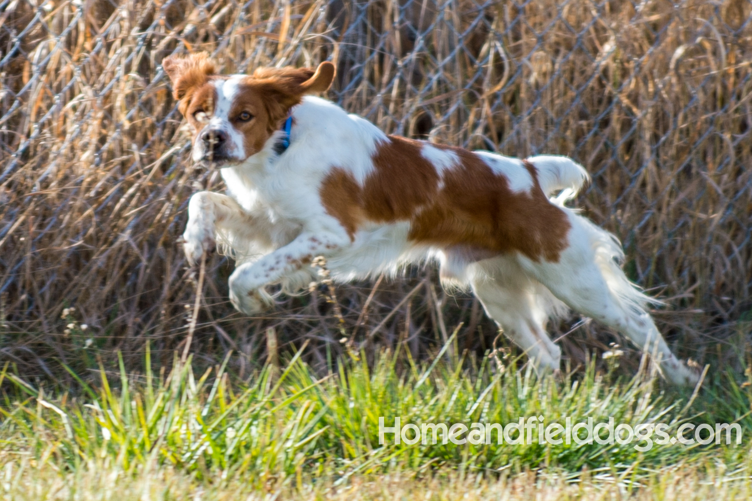 Young orange and white male French Brittany running in the field