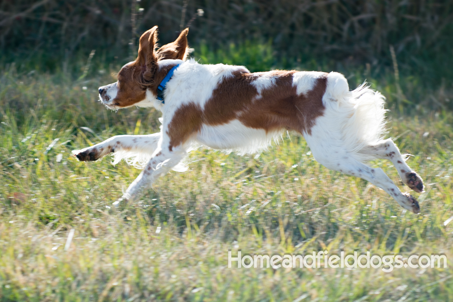 Young orange and white male French Brittany running in the field