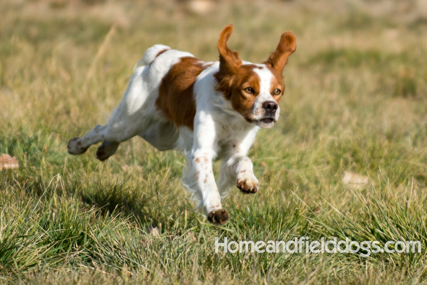 Young orange and white male French Brittany running in the field