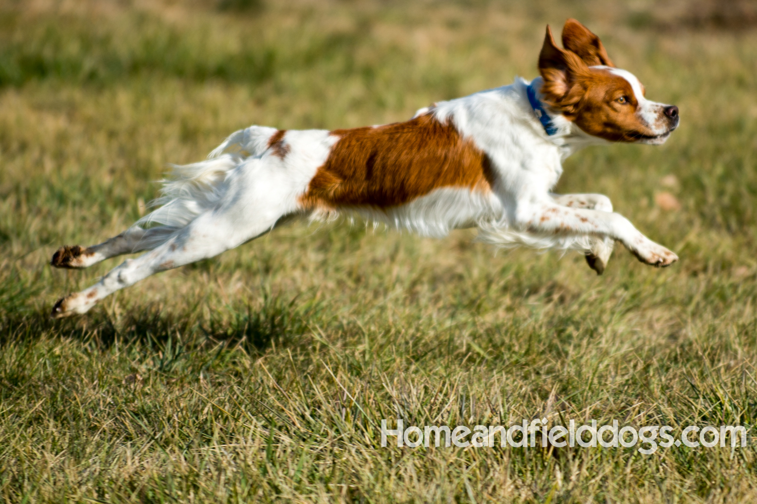 Young orange and white male French Brittany running in the field