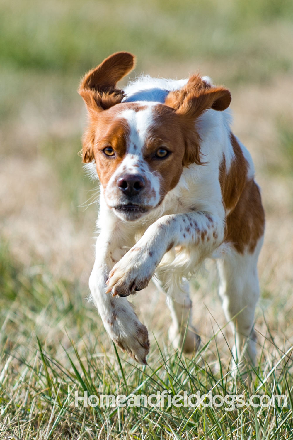 Young orange and white male French Brittany running in the field