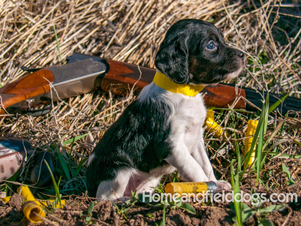 Pictures of French Brittany puppies for sale posed in front of an Over and Under shotgun and a chukar partridge and tall grass