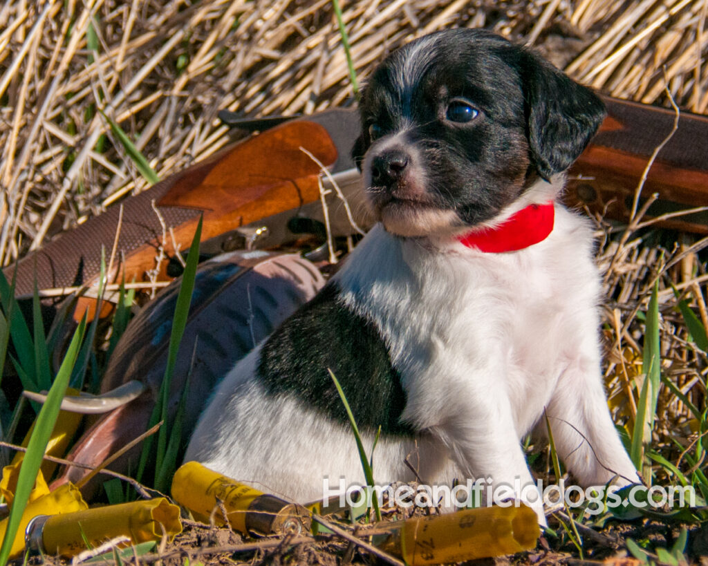 Pictures of French Brittany puppies for sale posed in front of an Over and Under shotgun and a chukar partridge and tall grass