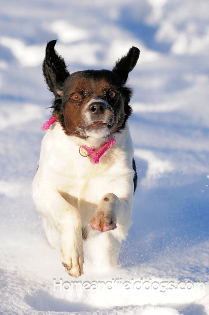 A female French Brittany from legendary lines