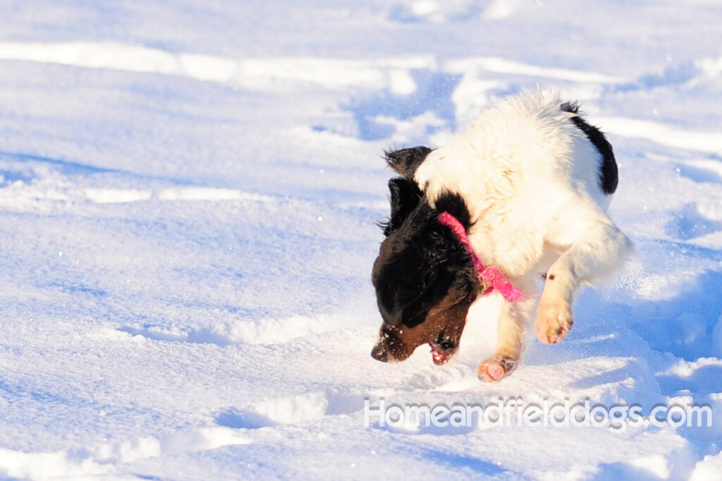 A female French Brittany from legendary lines