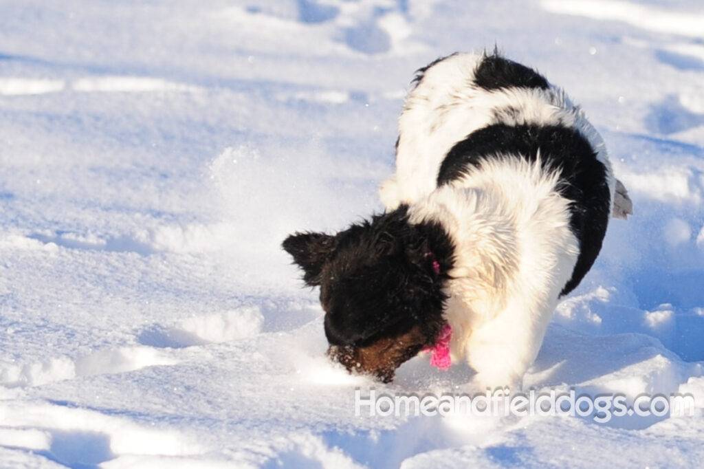 A female French Brittany from legendary lines