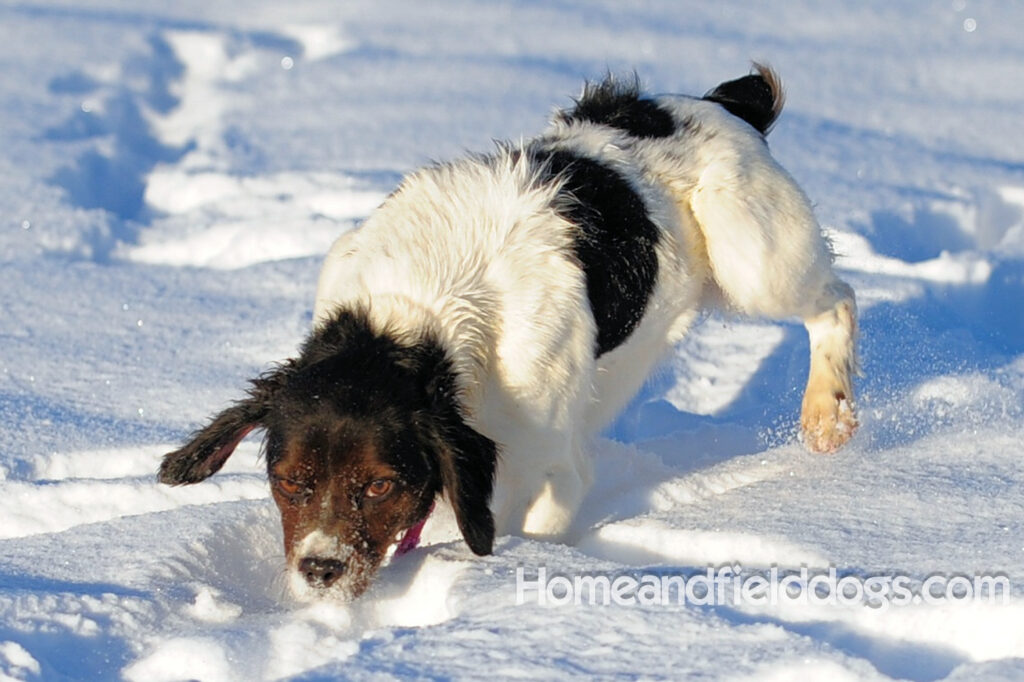 A female French Brittany from legendary lines
