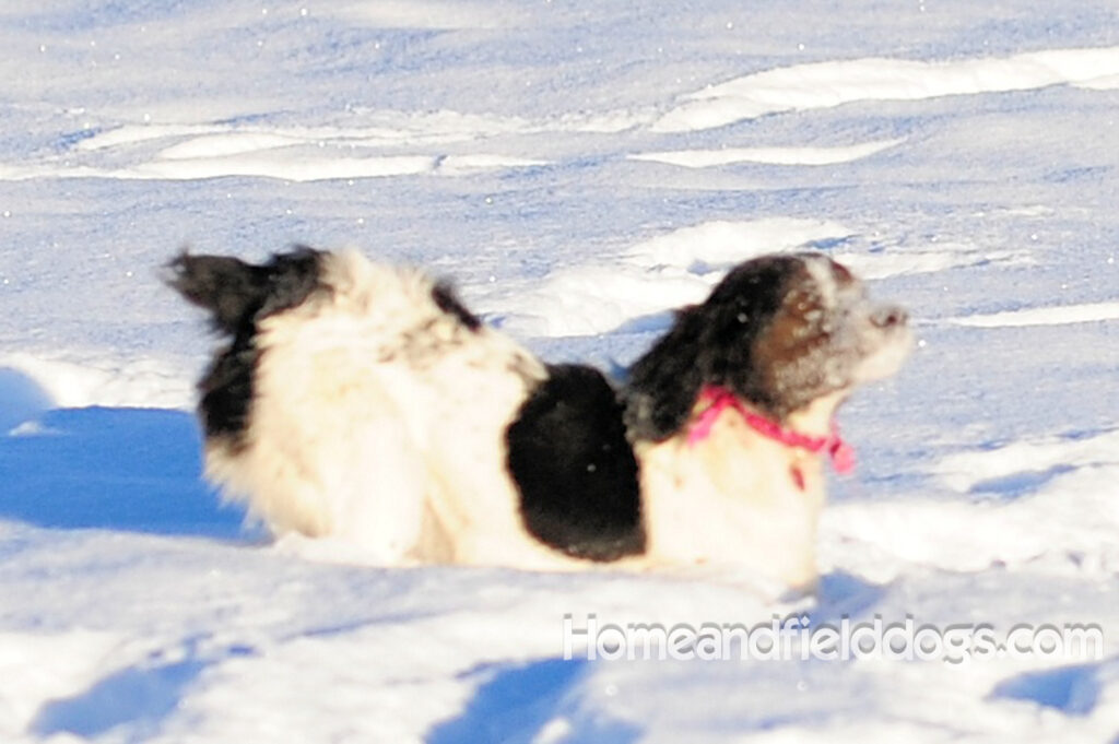 A female French Brittany from legendary lines