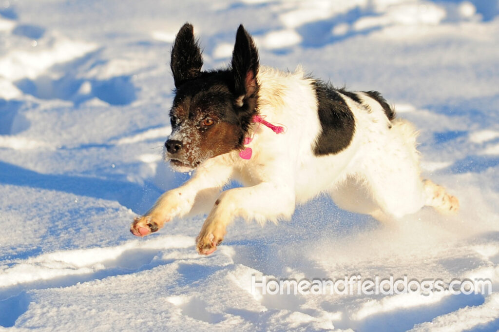 A female French Brittany from legendary lines