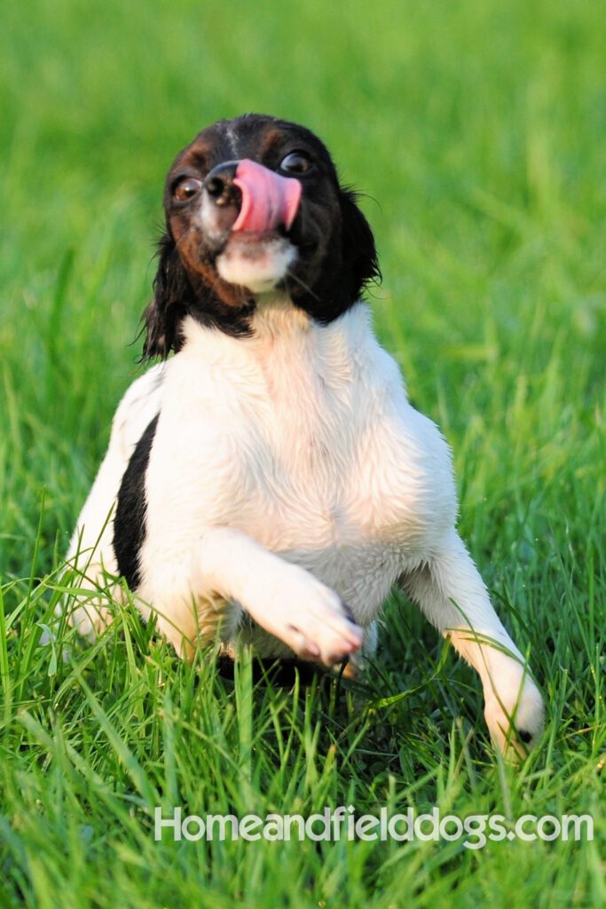 A female French Brittany from legendary lines
