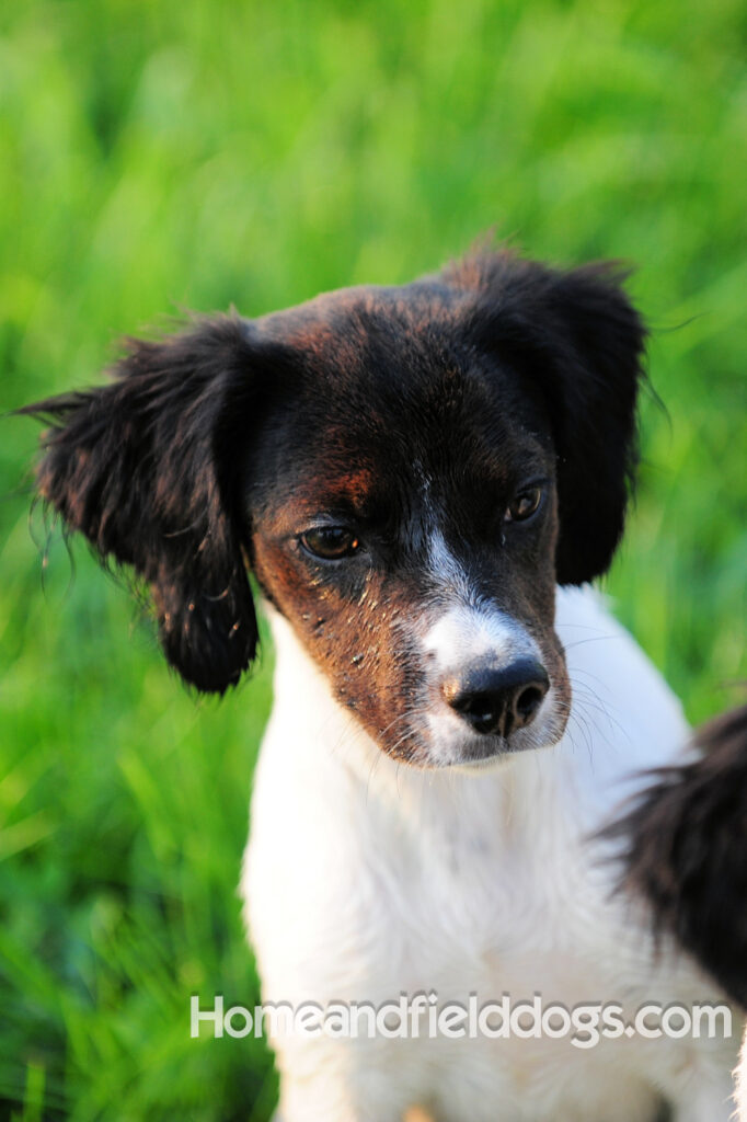 A female French Brittany from legendary lines