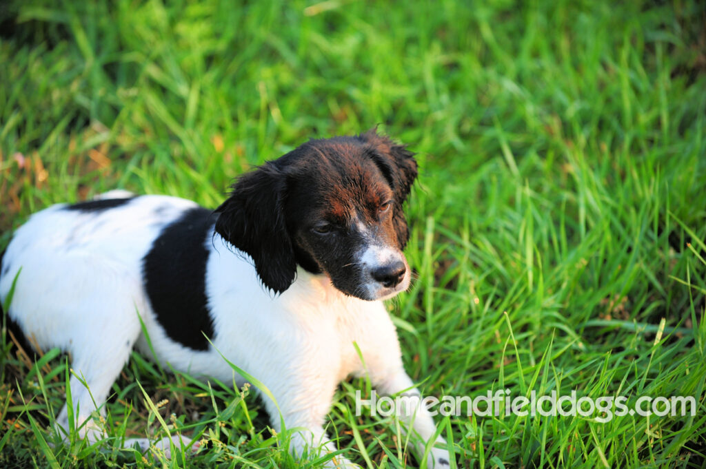 A female French Brittany from legendary lines