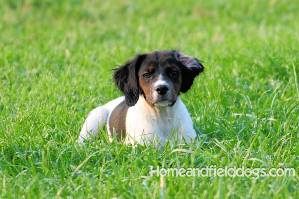 A female French Brittany from legendary lines