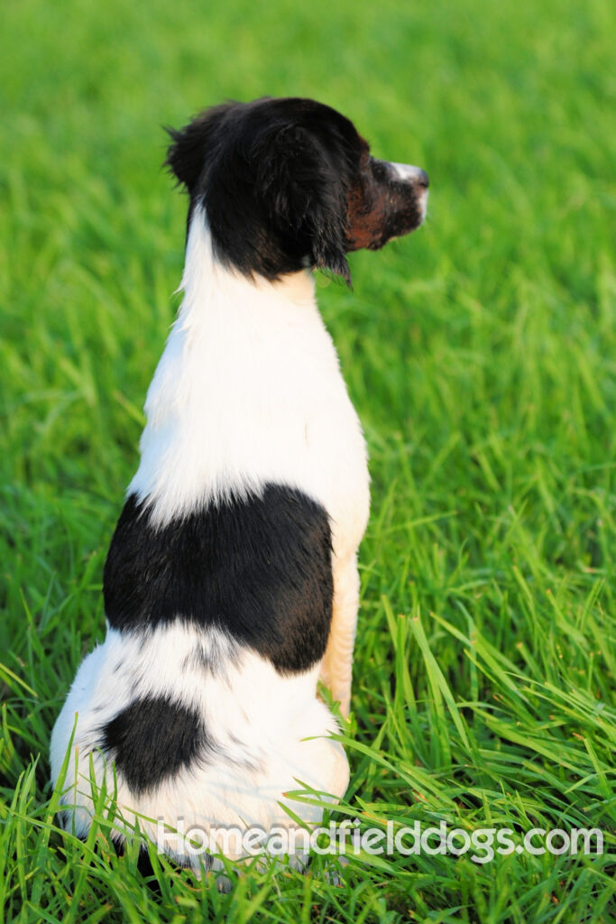 A female French Brittany from legendary lines