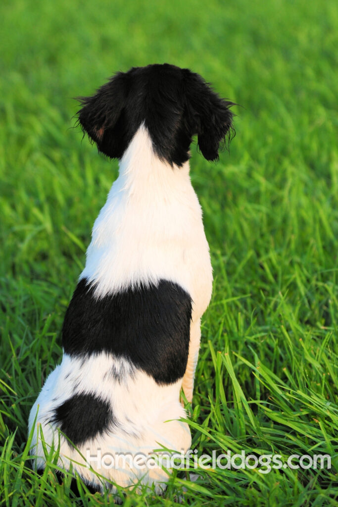 A female French Brittany from legendary lines