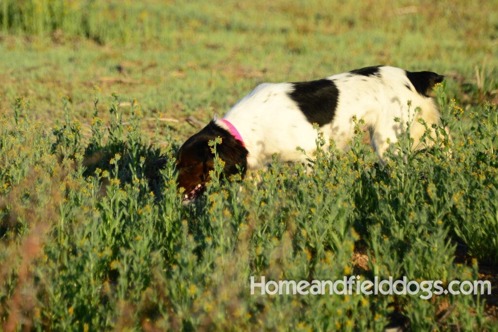 A female French Brittany from legendary lines