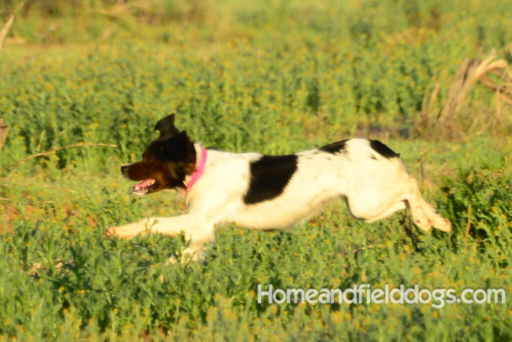 A female French Brittany from legendary lines
