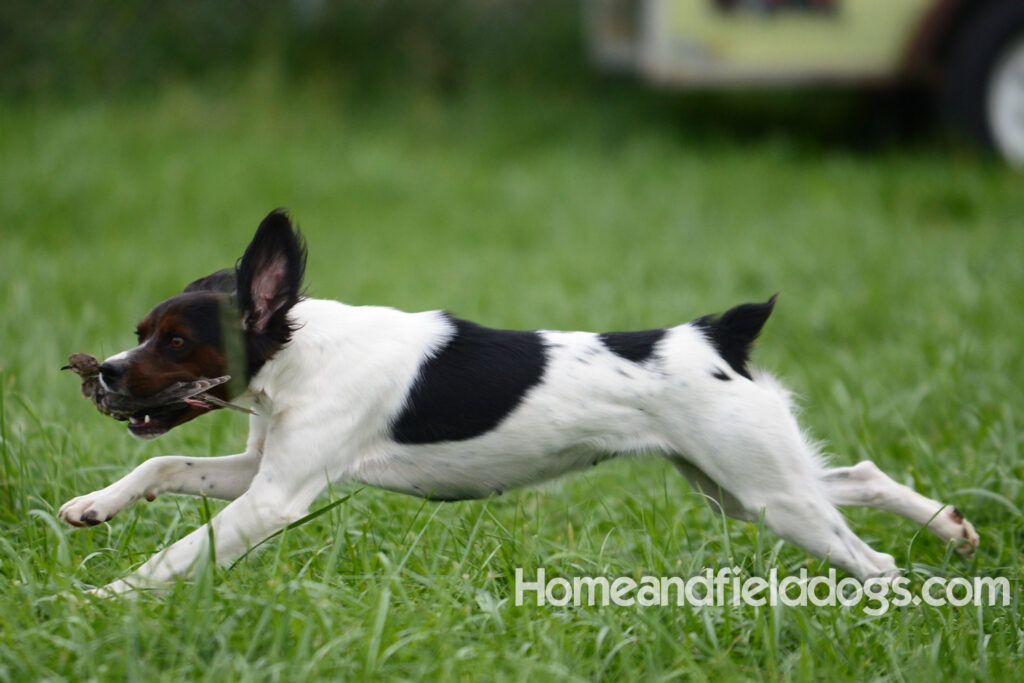A female French Brittany from legendary lines