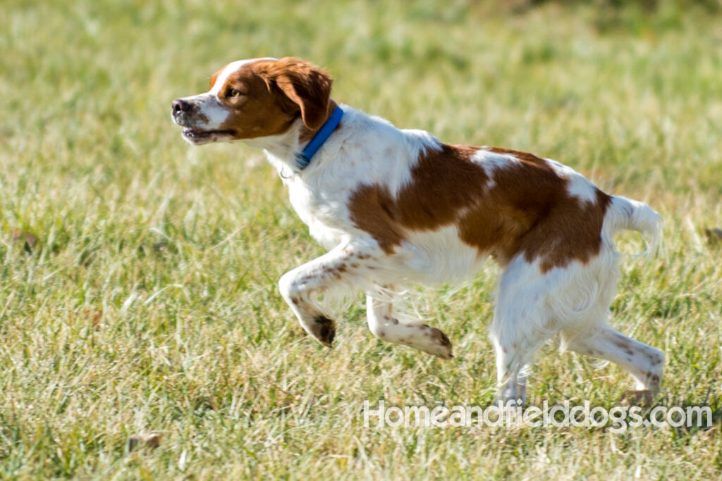 An orange and white french brittany male with the best lines