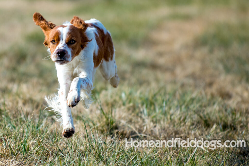 An orange and white french brittany male with the best lines