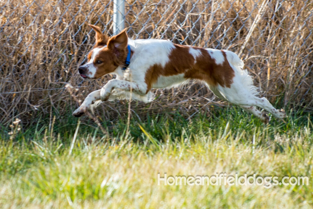 An orange and white french brittany male with the best lines