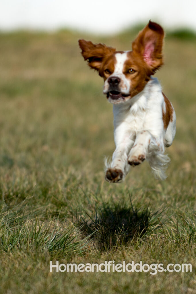 An orange and white french brittany male with the best lines
