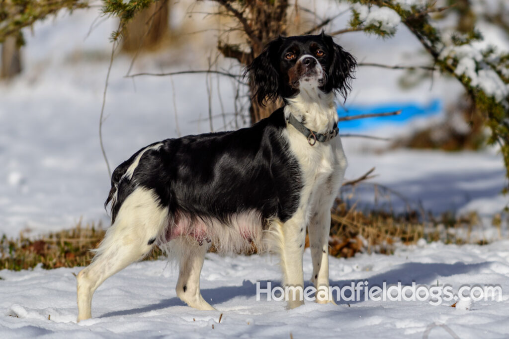 Beautiful french brittany female