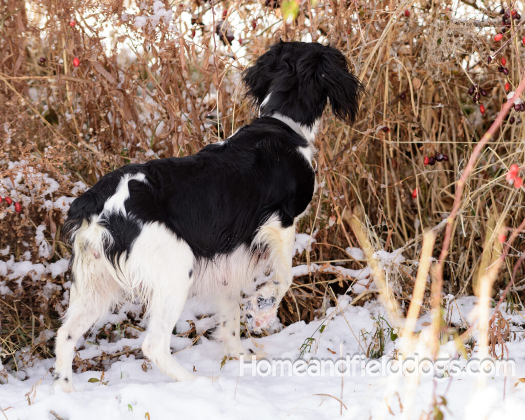 Beautiful french brittany female