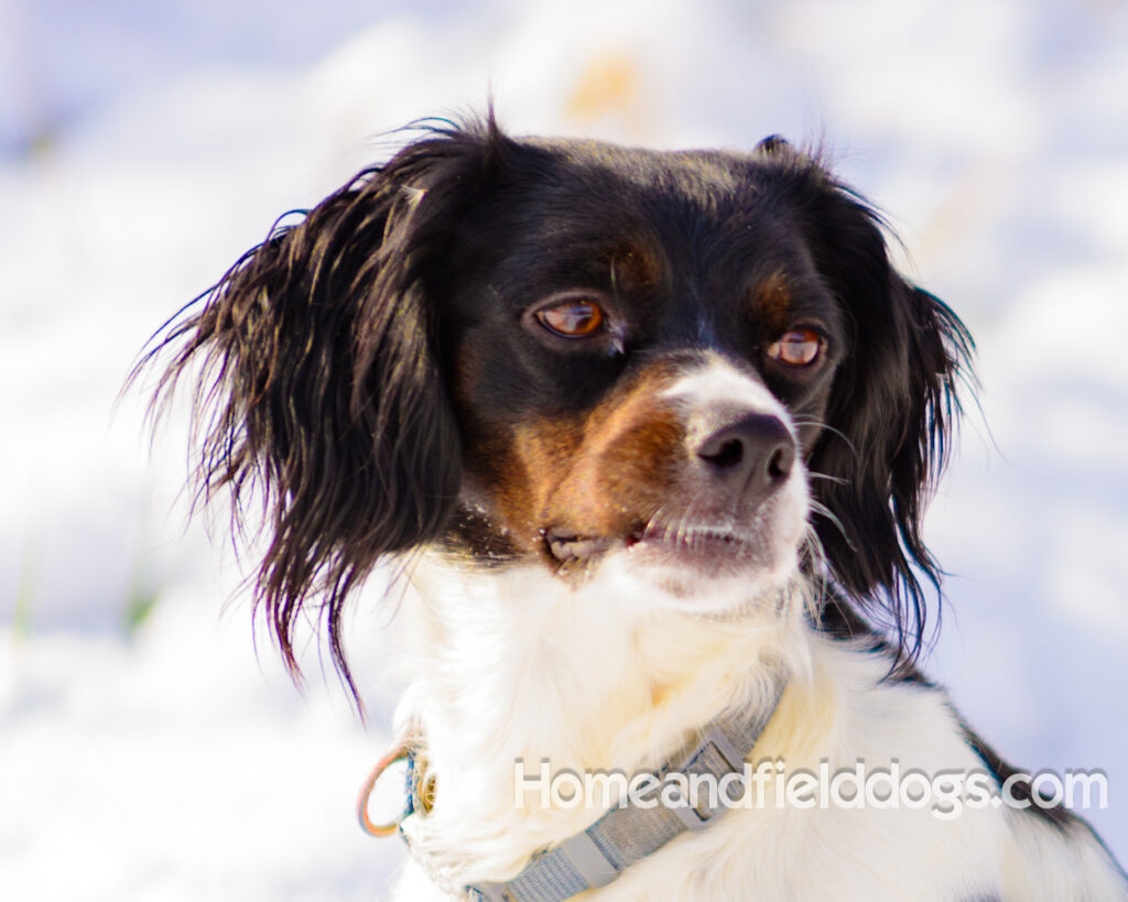 Beautiful french brittany female
