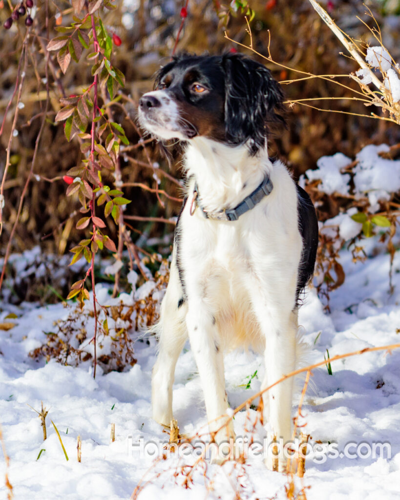 Beautiful french brittany female