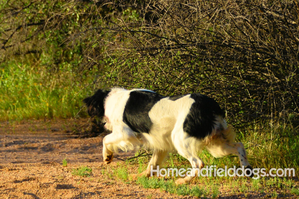 Fantastc tricolor french brittany female in NSTRA field trials and playing in the fields