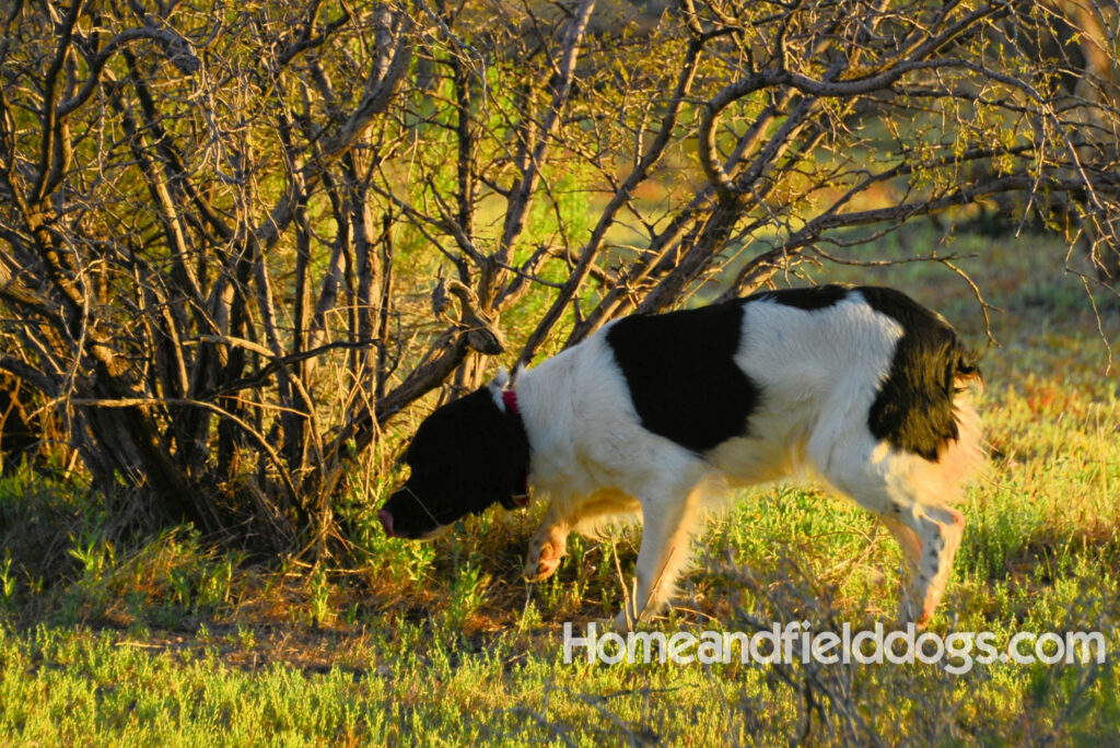 Fantastc tricolor french brittany female in NSTRA field trials and playing in the fields