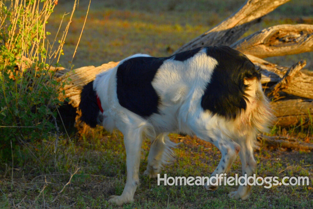 Fantastc tricolor french brittany female in NSTRA field trials and playing in the fields